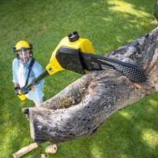 Professional Tree Services in Mccamey, TX