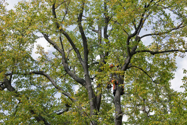 How Our Tree Care Process Works  in  Mccamey, TX